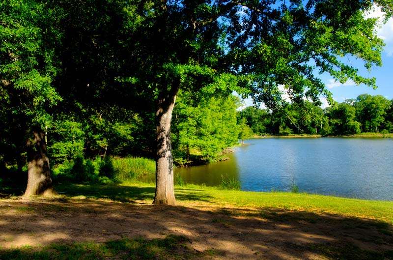 Forkland Park: Your Gateway to Nature's Playground